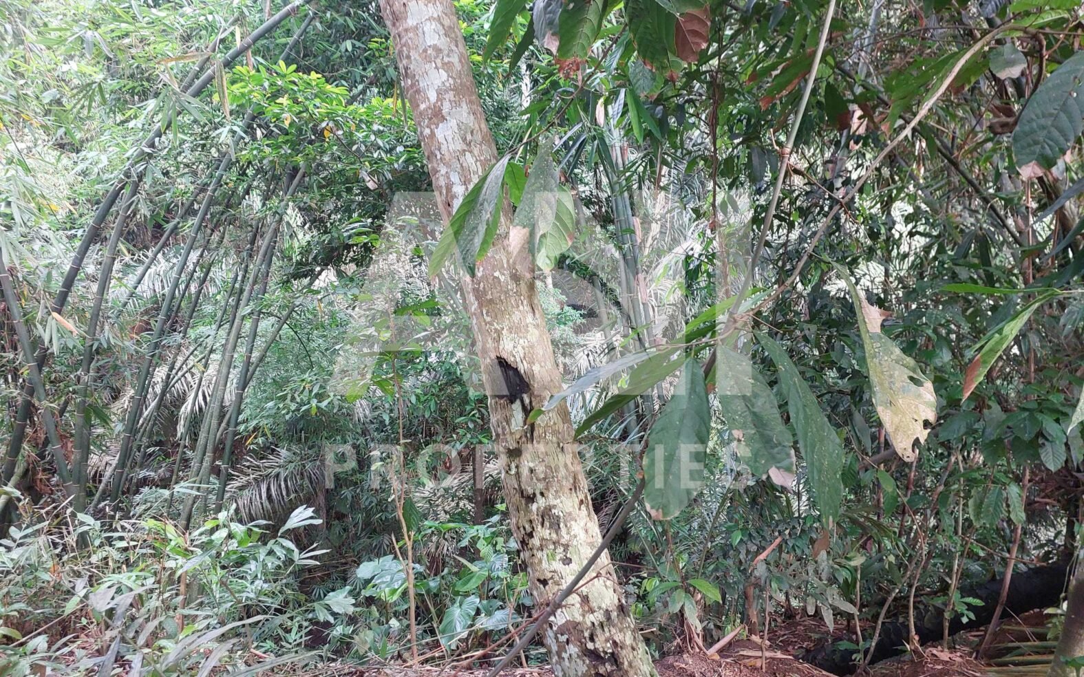 7are Leasehold River Land Singakerta