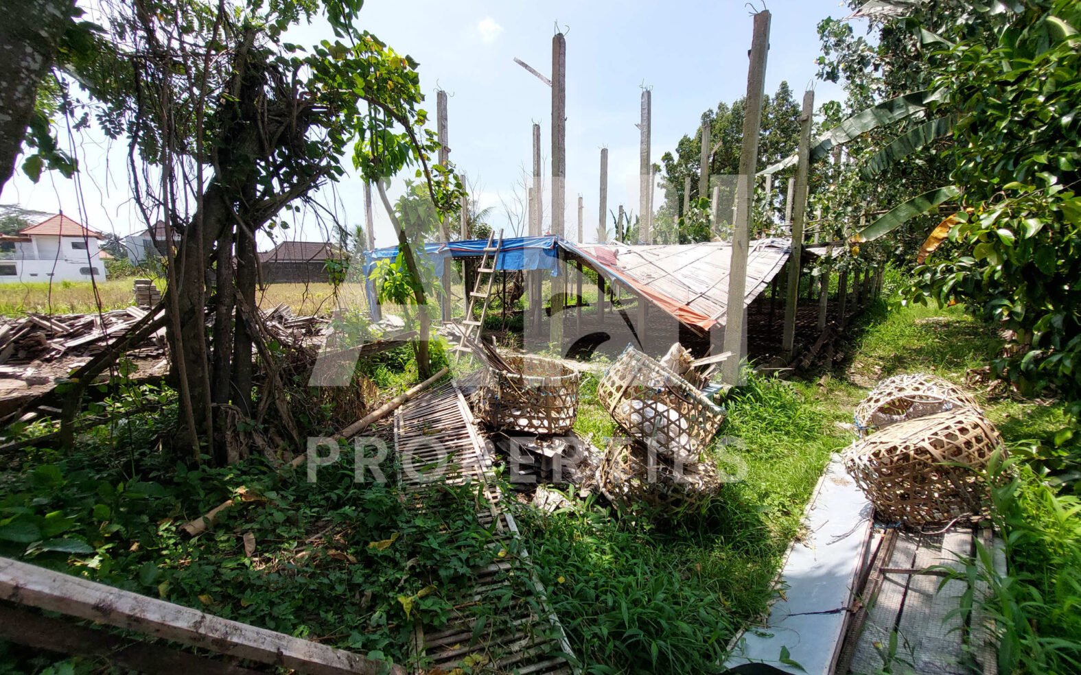 7are Leasehold Land Rice Field View in Singakerta