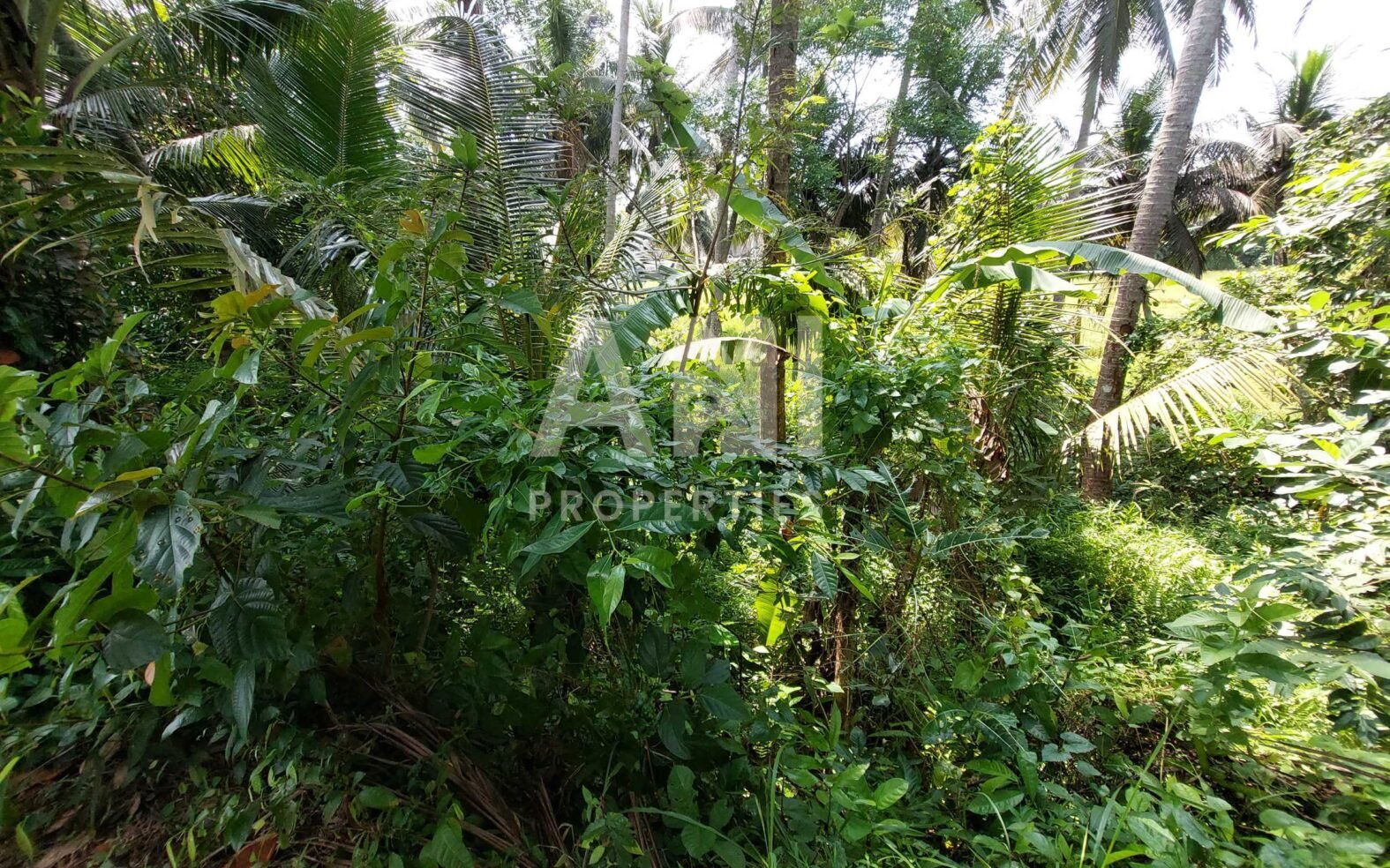 9 Are Leasehold Land in Singakerta Surrounded by Nature