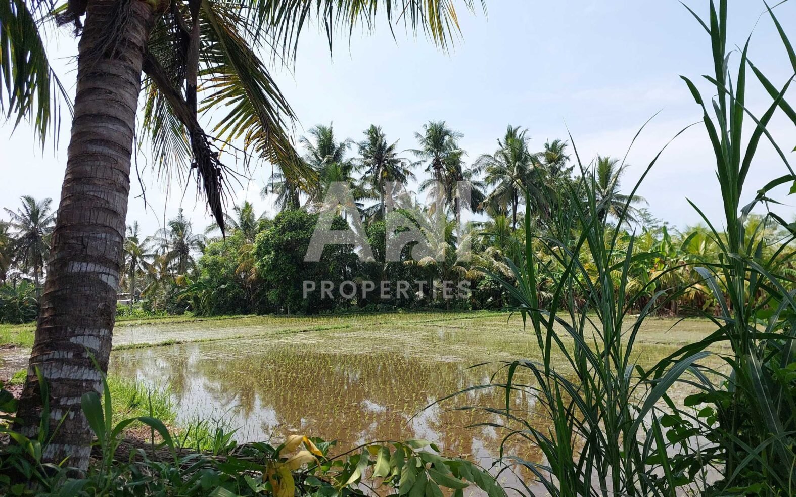 9 Are Leasehold Land in Singakerta Surrounded by Nature